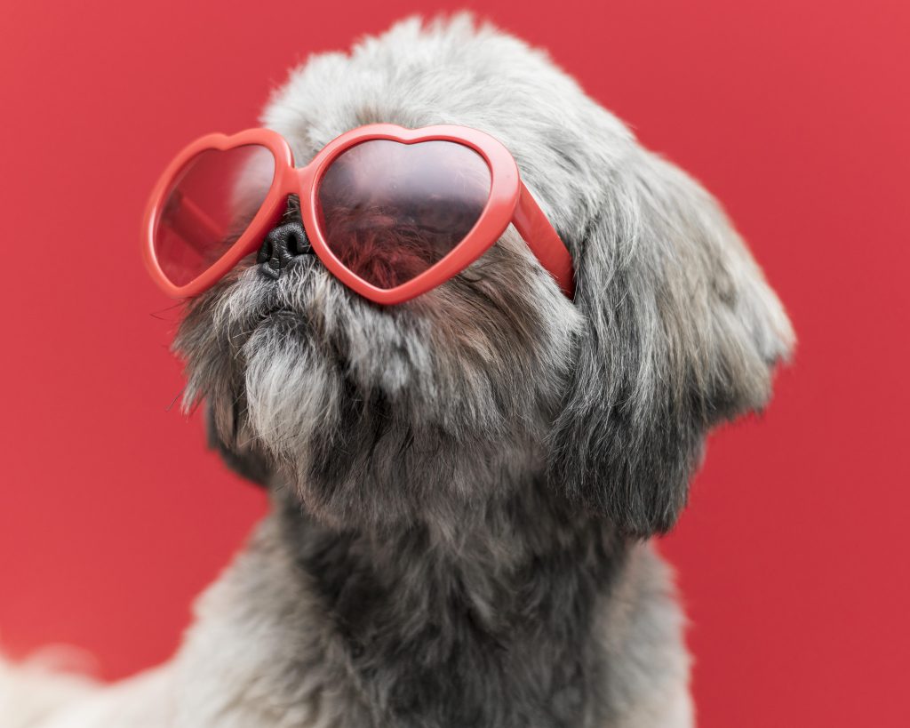 Front view funny cute dog concept